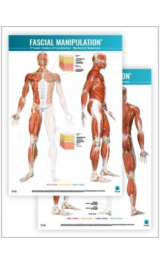 FASCIAL MANIPULATION ® 1st Level Poster: Centers of Coordination • Myofascial Sequences