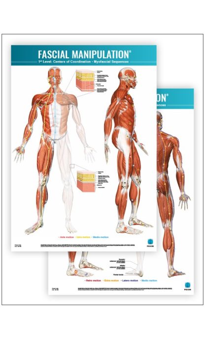 FASCIAL MANIPULATION ® 1st Level Poster: Centers of Coordination • Myofascial Sequences