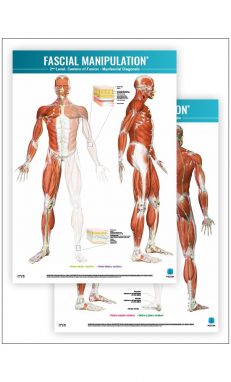 FASCIAL MANIPULATION ® 2nd Level Poster: Centers of Fusion • Myofascial Diagonals