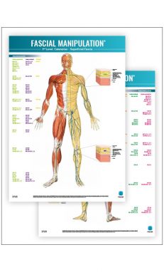 FASCIAL MANIPULATION ® 3rd Level Poster: Catenaries • Superficial Fascia