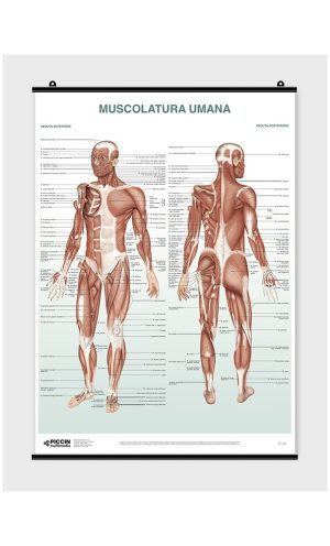 Poster Muscolatura umana