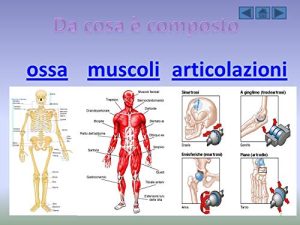 L'apparato locomotore